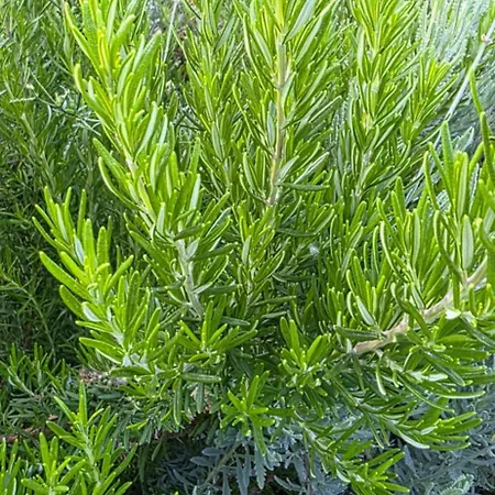 Appartamento Sissy 1