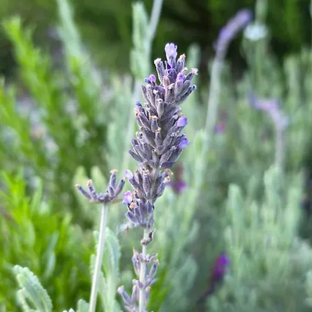 Sissy 1 Apartmán Póros