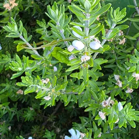 Sissy 1 Apartmán Póros